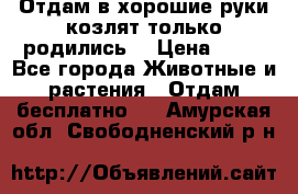 Отдам в хорошие руки козлят.только родились. › Цена ­ 20 - Все города Животные и растения » Отдам бесплатно   . Амурская обл.,Свободненский р-н